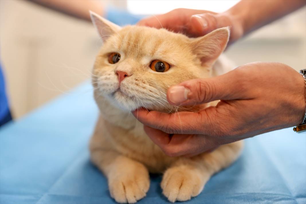 Konya'da balkondan düşen kediye insan tedavisi uygulandı 8